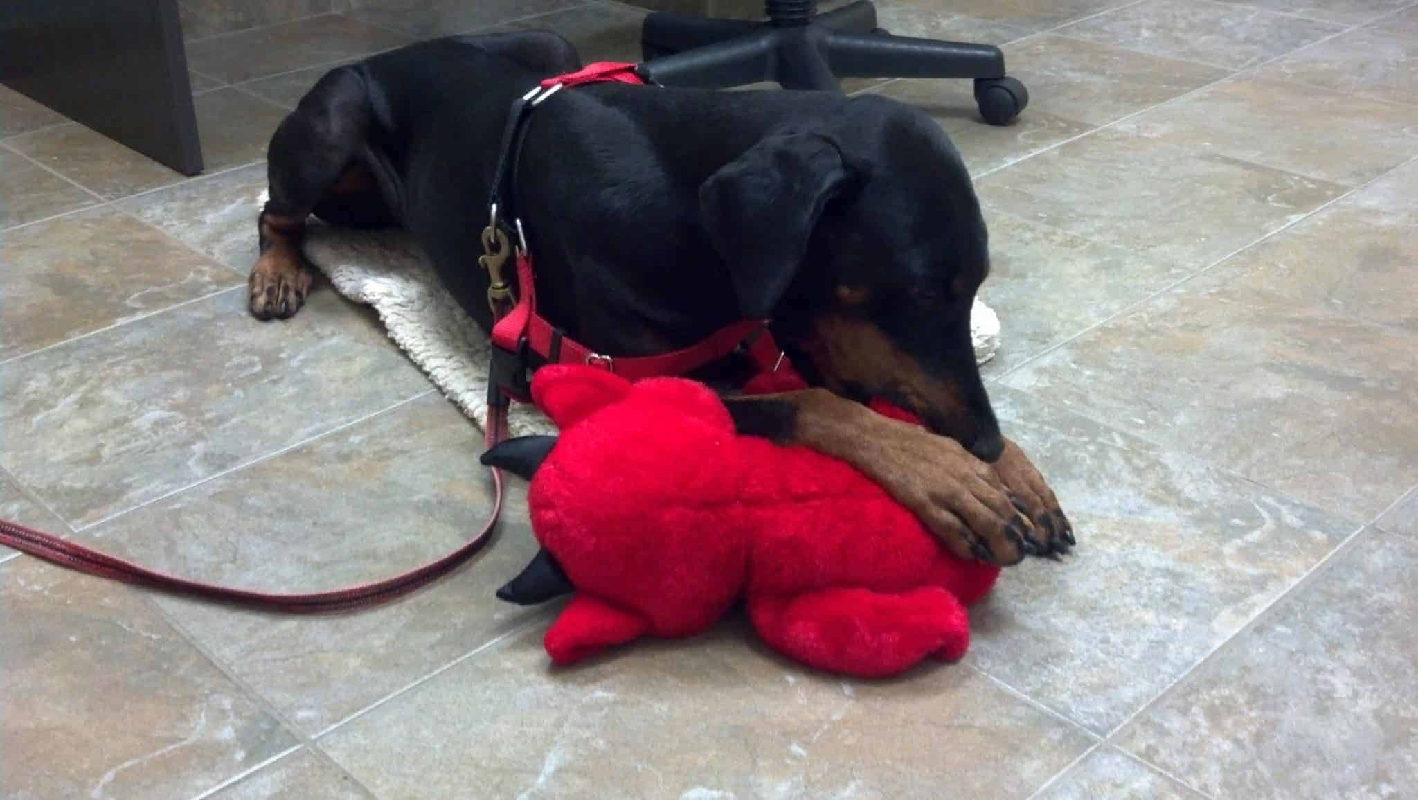 After a bit of settling, Laev was able to take the toy and fluff it into a soothing pacifier. Good girl!