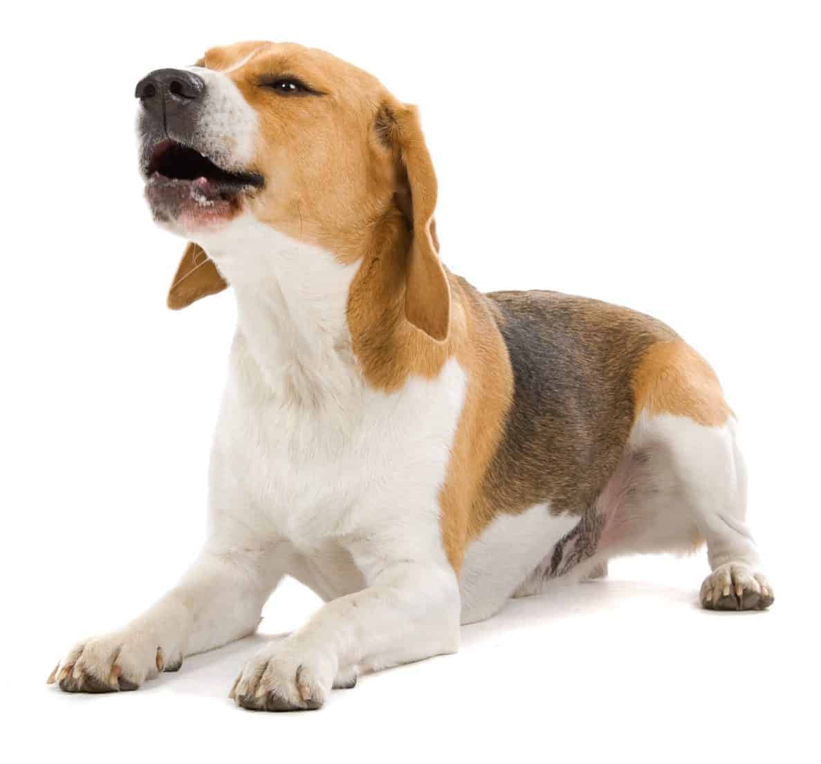 barking Beagle