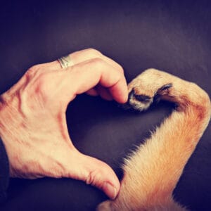 a person and a dog making a heart shape with the hand and paw